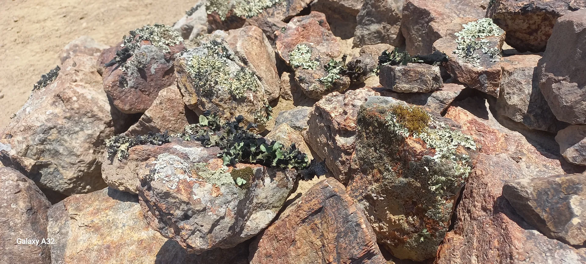 Half-Day Welwitschia Moon Landscape Tour